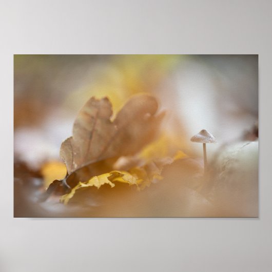 Tiny Mushroom Nature Fotografy Poster (Vorne)