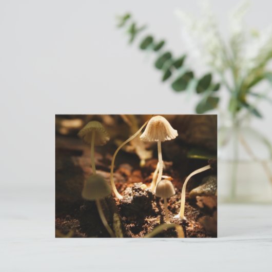 Tiny Mushrooms Postkarte (Stehend Vorderseite)