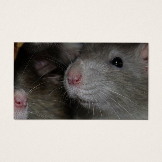 Tiny Noses (Vorderseite)