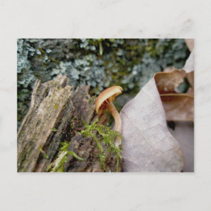 Tiny November Mushroom Postcard Postkarte