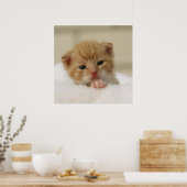 Tiny Orange Kitten Poster (Küche)