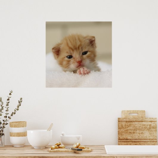 Tiny Orange Kitten Poster (Küche)