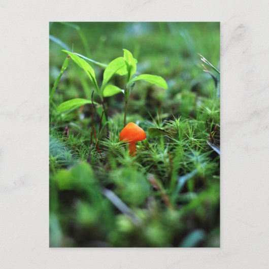 Tiny Orange Mushroom Postkarte (Vorderseite)