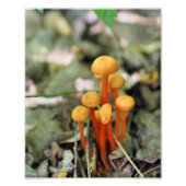 Tiny Orange Wild Mushrooms 8x10 Nature Fotodruck (Vorne)