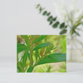 Tiny Orb Weaver Spider on Dogbane Postcard Postkarte (Stehend Vorderseite)