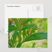 Tiny Orb Weaver Spider on Dogbane Postcard Postkarte (Vorne/Hinten)