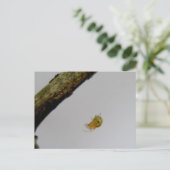 Tiny Orb Weaver Spider Postcard Postkarte (Stehend Vorderseite)