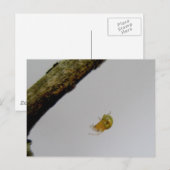 Tiny Orb Weaver Spider Postcard Postkarte (Vorne/Hinten)