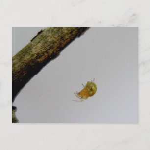 Tiny Orb Weaver Spider Postcard Postkarte