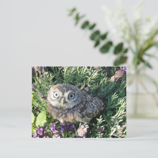 Tiny Owl Postkarte (Stehend Vorderseite)