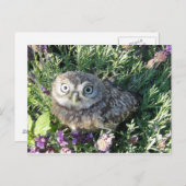 Tiny Owl Postkarte (Vorne/Hinten)