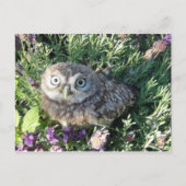 Tiny Owl Postkarte (Vorderseite)