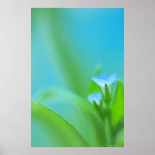 Tiny Perfection Poster (Vorne)