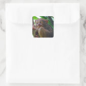 Tiny Philippine tarsier Quadratischer Aufkleber (Tasche)