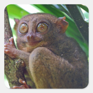 Tiny Philippine tarsier Quadratischer Aufkleber