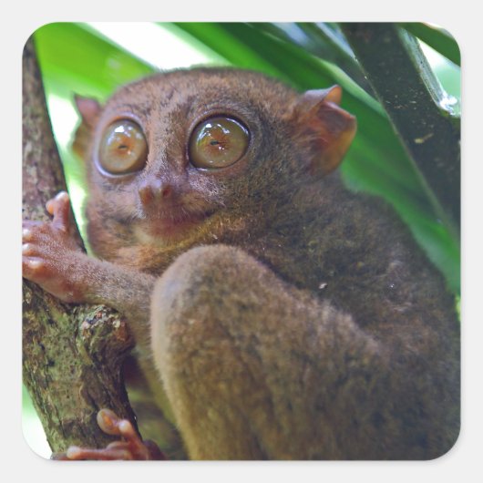 Tiny Philippine tarsier Quadratischer Aufkleber (Vorderseite)
