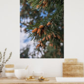 Tiny Pine Cones Poster (Küche)