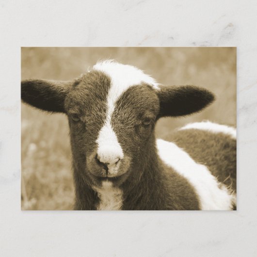 Tiny Postkarte (Vorderseite)