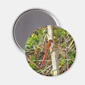 Tiny Red Dragonfly im November Magnet (Vorderseite/Rückseite)