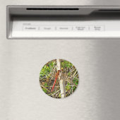 Tiny Red Dragonfly im November Magnet (In Situ (Geschirrspüler))