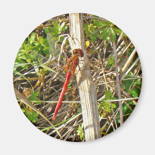 Tiny Red Dragonfly im November Magnet (Vorne)