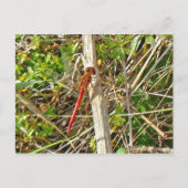 Tiny Red Dragonfly im November Postkarte (Vorderseite)