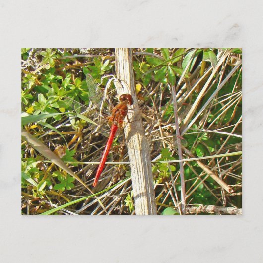 Tiny Red Dragonfly im November Postkarte (Vorderseite)