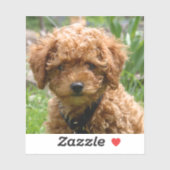 Tiny Red Toy Poodle Puppy Stickers Aufkleber (Blatt)