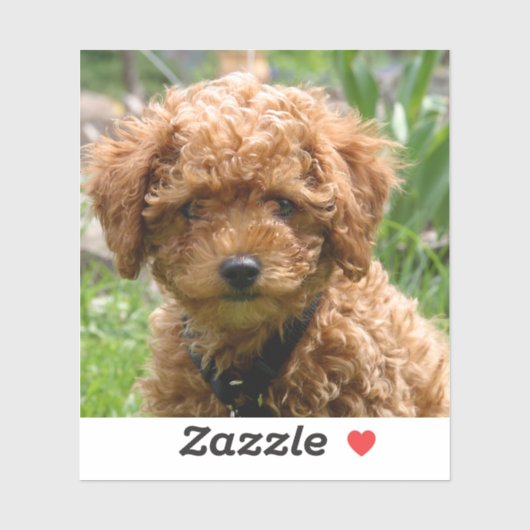 Tiny Red Toy Poodle Puppy Stickers Aufkleber (Blatt)