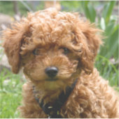 Tiny Red Toy Poodle Puppy Stickers Aufkleber (Vorderseite)