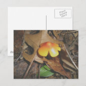 Tiny Red Yellow Mushroom Postcard Postkarte (Vorne/Hinten)