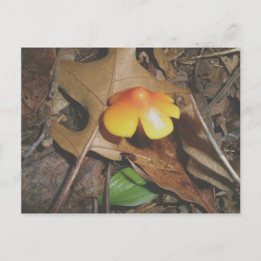 Tiny Red Yellow Mushroom Postcard Postkarte (Vorderseite)