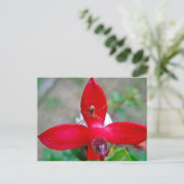 Tiny Spider auf Miniatur Fuschia Postkarte (Stehend Vorderseite)