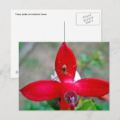 Tiny Spider auf Miniatur Fuschia Postkarte (Vorne/Hinten)