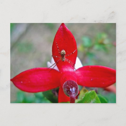 Tiny Spider auf Miniatur Fuschia Postkarte (Vorderseite)