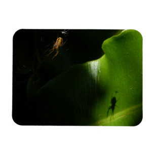 Tiny Spider Foto Magnet