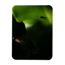 Tiny Spider Foto Magnet