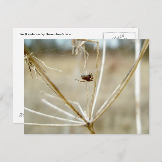 Tiny Spider on Dry Queen Anne's Lace Postcard Postkarte (Vorne/Hinten)