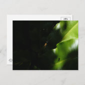 Tiny Spider Postcard Postkarte (Vorne/Hinten)