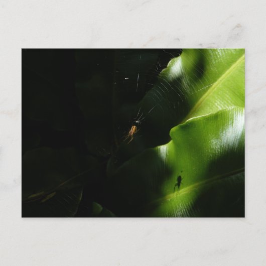 Tiny Spider Postcard Postkarte (Vorderseite)