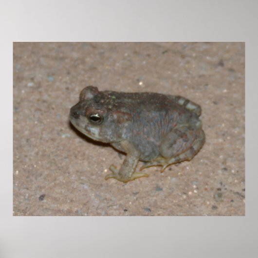 Tiny Toad Poster (Vorne)