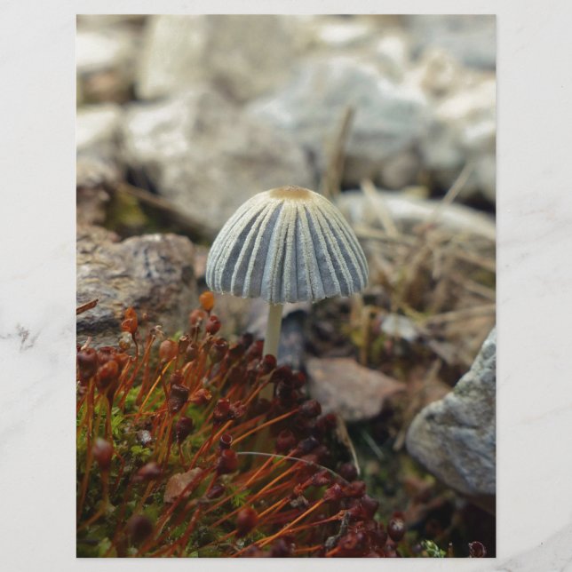 Tiny Toadstool (Vorderseite)