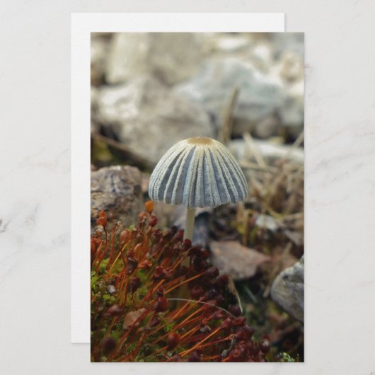Tiny Toadstool Briefpapier (Vorne/Hinten)