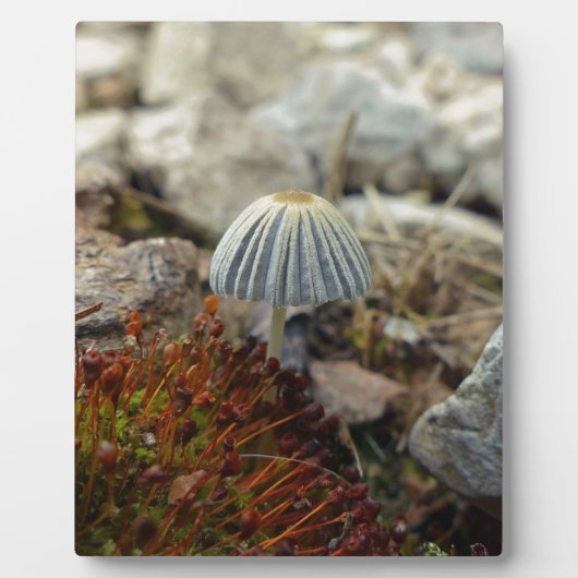 Tiny Toadstool Fotoplatte (Vorderseite)