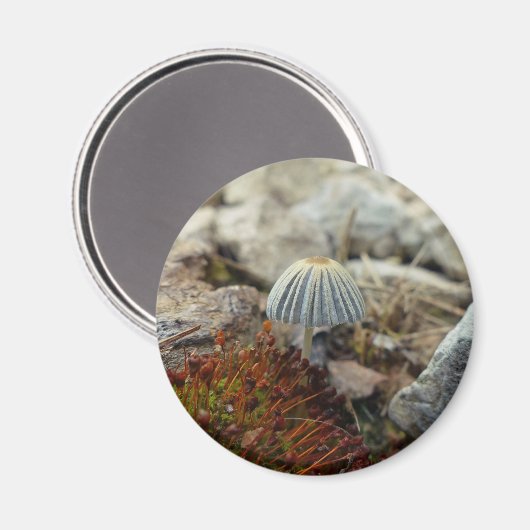 Tiny Toadstool Magnet (Vorderseite/Rückseite)