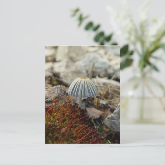 Tiny Toadstool Postkarte (Stehend Vorderseite)