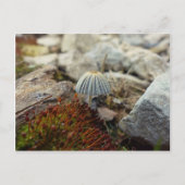 Tiny Toadstool Postkarte (Vorderseite)