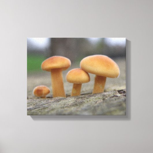 Tiny Toadstools Macro Canvas Print Leinwanddruck (Vorderseite)