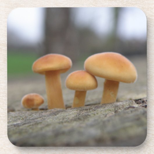 Tiny Toadstools Macro Cork Untersetzer (Vorderseite)
