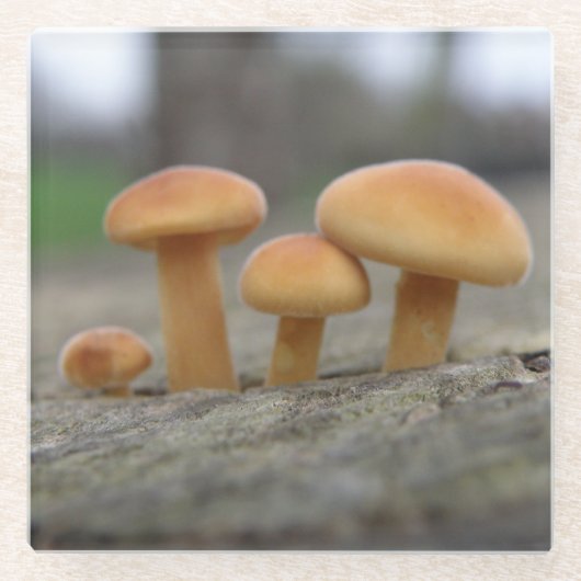 Tiny Toadstools Macro Glass Untersetzer (Vorderseite)